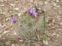 Astragalus onobrychioides