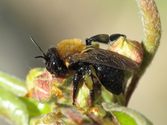 Andrena gallica