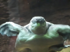 Carettochelys insculpta