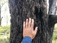 Allocasuarina inophloia