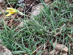 Tragopogon graminifolius