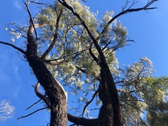 Allocasuarina inophloia