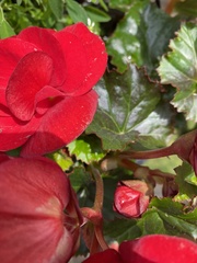 Begonia × tuberhybrida