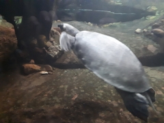 Carettochelys insculpta