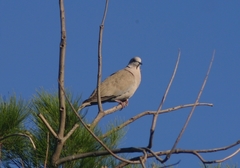 Streptopelia decaocto