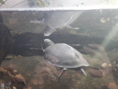 Carettochelys insculpta