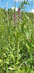 Neotinea ustulata ustulata