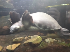 Carettochelys insculpta