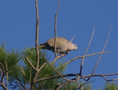 Streptopelia decaocto