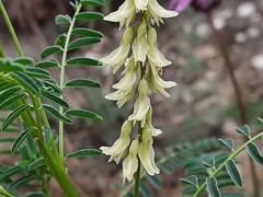 Astragalus galegiformis