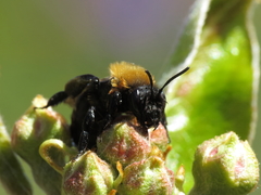 Andrena gallica