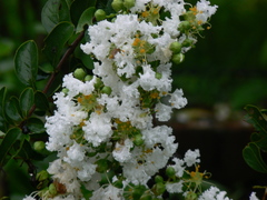 Lagerstroemia indica