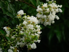 Lagerstroemia indica