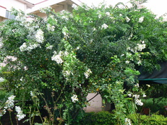 Lagerstroemia indica