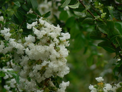 Lagerstroemia indica