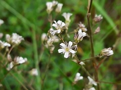 Gypsophila acutifolia