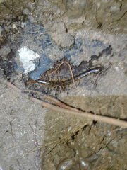 Scolopendra alternans