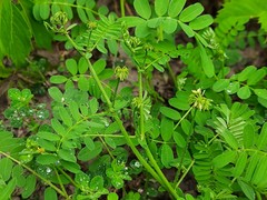 Securigera securidaca