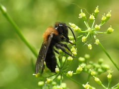 Andrena gallica