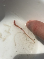 Lumbriculus variegatus