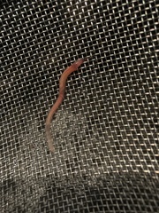 Lumbriculus variegatus