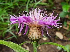 Psephellus daghestanicus