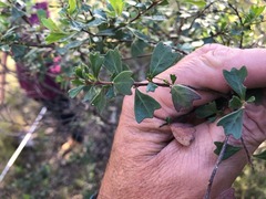 Dodonaea triangularis
