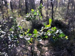 Dodonaea triangularis