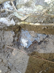 Scolopendra alternans