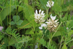 Astragalus marinus