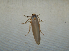 Sozusa scutellata
