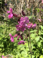 Silene dioica
