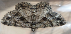 Peribatodes ilicaria