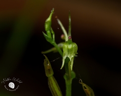 Acianthus amplexicaulis