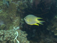 Amblyglyphidodon aureus