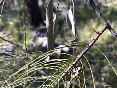 Allocasuarina inophloia