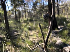 Allocasuarina inophloia