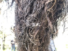 Allocasuarina inophloia
