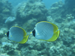 Chaetodon adiergastos