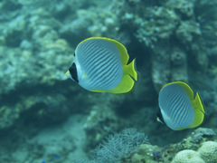 Chaetodon adiergastos