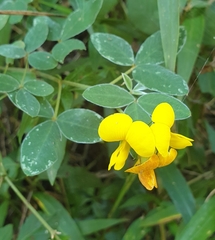 Argyrolobium tomentosum
