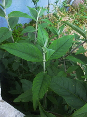 Buddleja