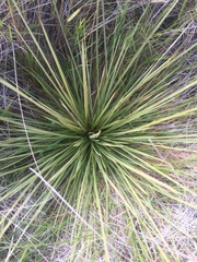 Aciphylla subflabellata
