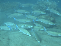 Crenimugil crenilabis