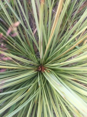 Aciphylla subflabellata