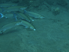 Crenimugil crenilabis