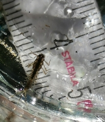 Baetis vernus
