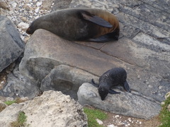 Arctocephalus forsteri