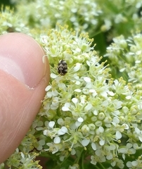 Anthrenus picturatus