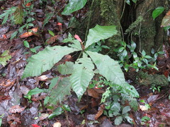 Quercus skinneri